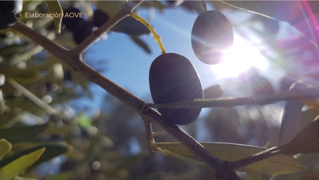 Comment est fabriquée l'huile d'olive ? how is olive oil made