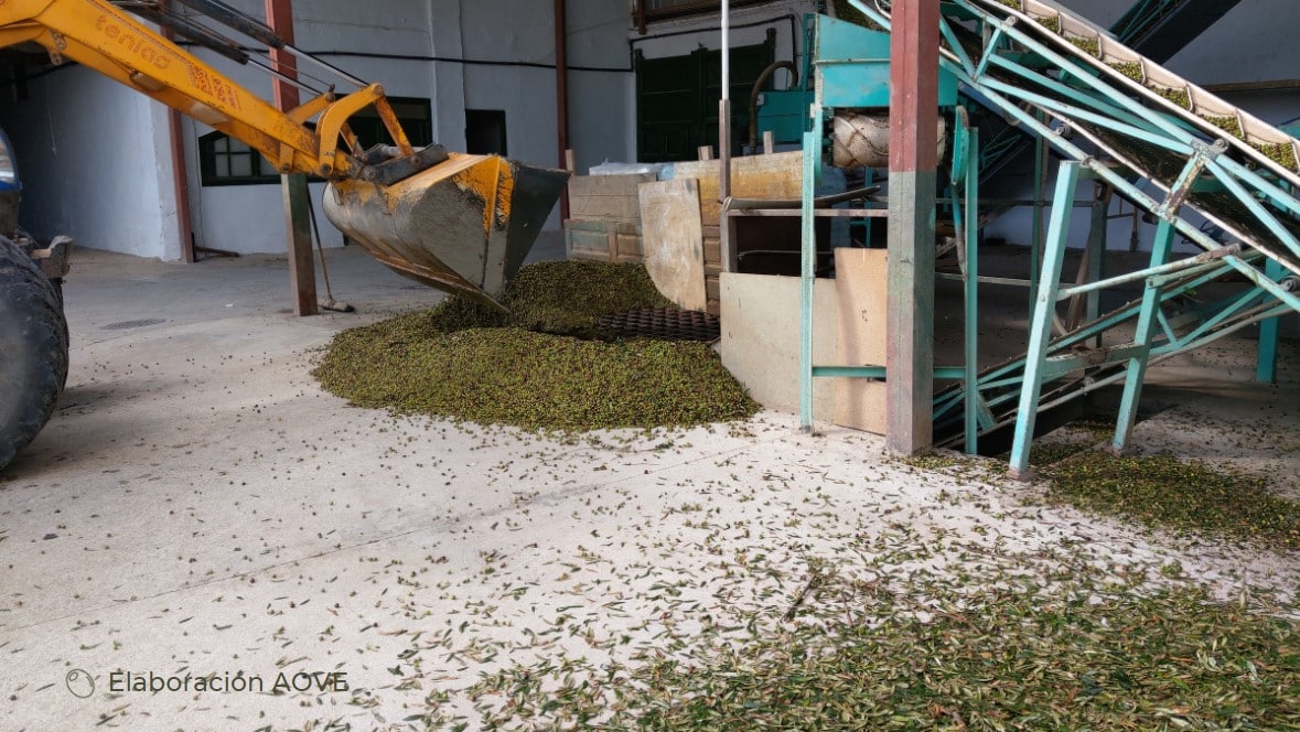 Comment est fabriquée l'huile d'olive ? olive oil made
