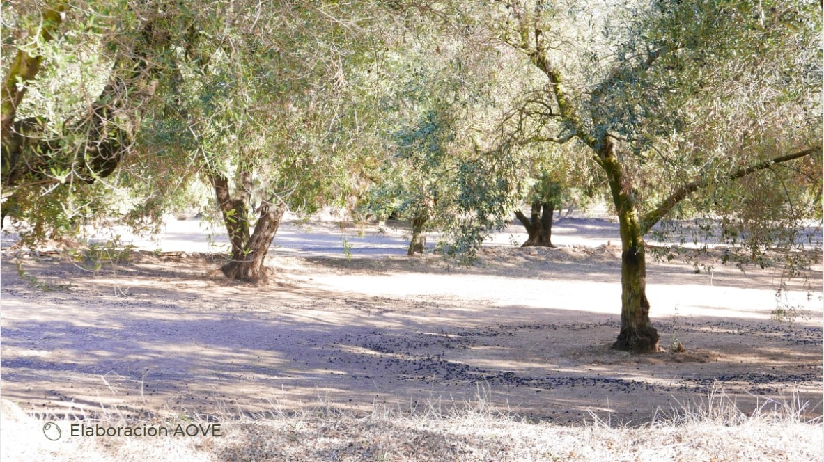 Comment est fabriquée l'huile d'olive ? olive oil harvesting